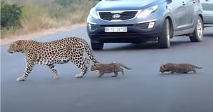 Rare Footage Of Leopard Mother Teaching Her Two Cubs To Cross Road