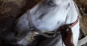 Horse Musters Strength To Stand Up As Farmer Begs Her To Stay Alive