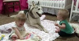 Giant Husky Adorably Plays With Her Toddler Twin Sisters
