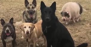 Hilarious Pig Learns To Photobomb His Five Siblings