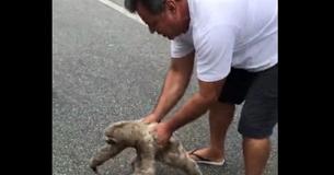 Sloth Thanks Stranger For Assisting It Across Road