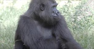 Critically Endangered Gorilla At New Orleans Zoo Is Pregnant With First Baby