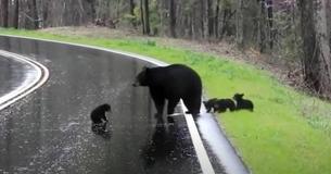 Adorable Bear Cubs Cross Road With Help From Nurturing Mom