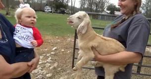 Baby And Goat Hold Humorously Adorable Conversation Together