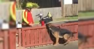 Le facteur s'approche du chien "agressif" du quartier sans savoir qu'il est filmé