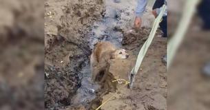 Lost Dog Found Trapped In Muddy River Bank Receives Heroic Rescue