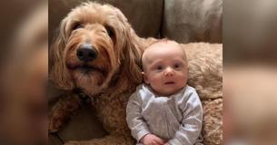 Le doux Goldendoodle continue de dire "Je t'aime" à son frère humain nouveau-né