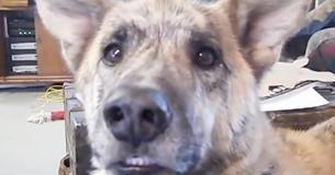Les téléspectateurs disent que c'est la meilleure vidéo de chien jamais réalisée