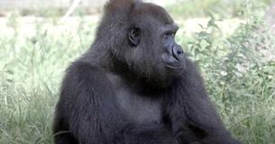 Critically Endangered Gorilla Practices With Doll For Her Role As First Time Mom