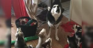 Husky Mom Coached Her Pups How To Howl
