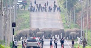 Remarkable Moment Herd Of 50 Elephants Cross Road In Thailand