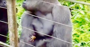 Un gorille se lit d'amitié avec un bébé galago vivant à côté de lui