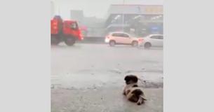 Little Dog Steals The Hearts Of People Everywhere By Quietly Watching Rain