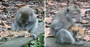 Monkey Takes In Kitten Caring For It As If It's Her Very Own