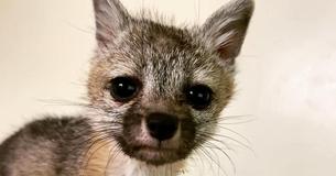 Verwaister 6 Wochen alter Babyfuchs folgt Familie nach Hause, die mit ihrem Hund spazieren geht