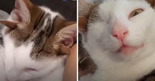 Kitten With Four Ears And One Eye Rescued From Under A House Gets Forever Family