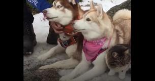 Funny Kitty Rescued By Huskies — Currently Believes She’s One Of The Pack