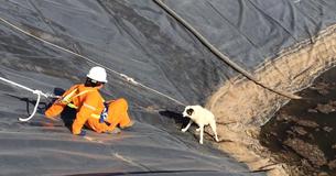 Workers Save A Dog And Her Puppy From Water Pit