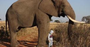 Fearless Four-Year-Old Shows Huge Bull Elephant His Love