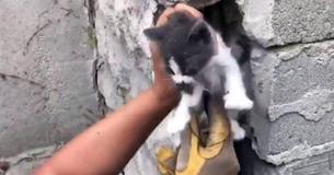 Animal Rescuers Save Tiny Kitten Trapped Between Cement Walls