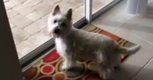 Tierheim-Hund zog in neues Heim und "flippte" süß aus, als sie den neuen Swimmingpool im Hinterhof erblickt hat