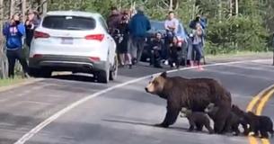 Road Comes To Complete Stop To Allow Mama Grizzly Bear And Cubs Cross