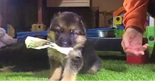 Small German Shepherd Puppy Starts Service Dog School