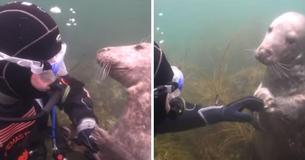Un phoque nage jusqu'à un plongeur déconcerté et lui attrape la main