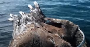 Un pêcheur voit une pygargue à tête blanche nager vers son bateau et lui donne un coup de main