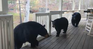 Group Of Massive Bears Just Casually Drop By Man's Porch To Say Hello