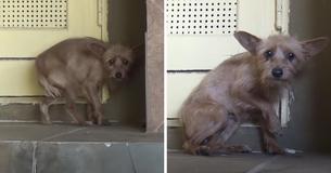 Rescue Operation Of Terrified And Abandoned Dog Stirs Hearts