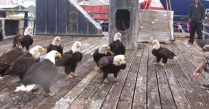 Un pescador alimenta a unas aves muy especiales: ¡unas pacientes águilas calvas!
