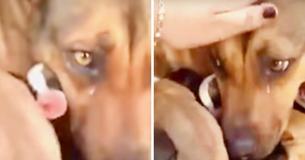 Une chienne pleure des larmes de joie lors de ses retrouvailles avec ses chiots bien-aimés