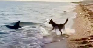 Indrukwekkende video toont een hond en een dolfijn die samen in de branding spelen