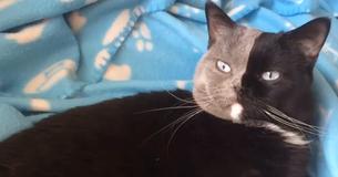 Kitty Born With Two Faces Grows Up To Be The Prettiest Cat Ever
