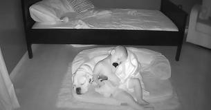 Nanny Cam Captures Adorable Two-Year-Old Getting Out Of Bed To Cuddle With Canine BFF