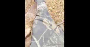 Cette femme a la chance d'avoir un cerf sauvage qui fait la sieste sur ses genoux