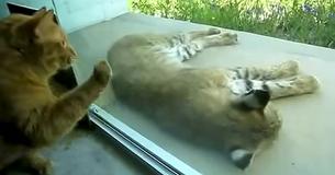 House Cat Finds Wild Bobcat Snoozing On Porch — Their Interaction Is Comedy Gold