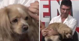 Simon Cowell Surprised With Special Guest: One Of The Dogs He Rescued From The Slaughterhouse
