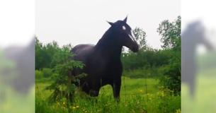 Des filles allument la radio de leur voiture et voient un cheval se mettre à danser