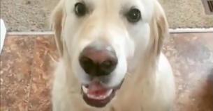 Ce golden retriever embrasse son frère pour s'excuser d'avoir volé son goûter dans une vidéo adorable