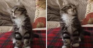 Un chaton mignon se met à danser sur la chanson populaire Uptown funk de Bruno Mars