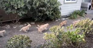 Un groupe de golden retriever lancent une adorable "attaque" contre un homme sans défense