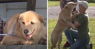 Lost Kansas Dog Walks 50 Miles to Her Previous Home in Missouri — Leaves Owners Astounded