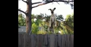Great Dane Hilariously Discovers Trampoline In Order To 'Spy' On Neighbors