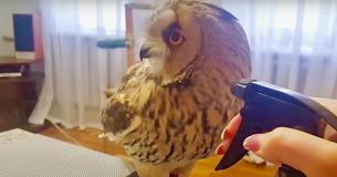 Tiny Owl Getting Squirt Bottle Bath Will Brighten Viewers' Days