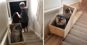 Dog Owners Build 'Doggie-Vator' Stairlift Because Of Their Three Old Rescue Pugs