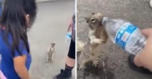 Video Featuring Thirsty Squirrel Asking For Water Warms Hearts Everywhere