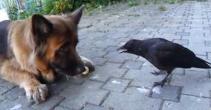 German Shepherd And Crow Play Fetch With Each Other