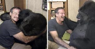 Un gorille en deuil après la mort de son meilleur ami sourit de nouveau six mois plus tard grâce à Robin Williams